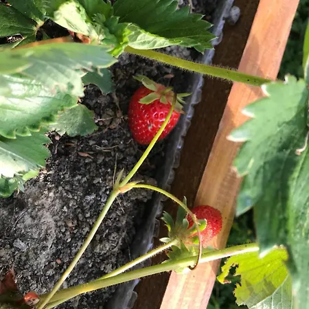 Madonna Della Corte Farm stay