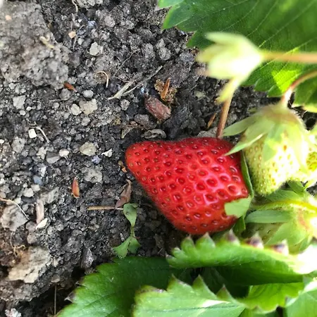 Madonna Della Corte * Reggio Emilia