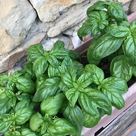 Madonna Della Corte *