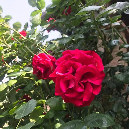 Madonna Della Corte Feriegård